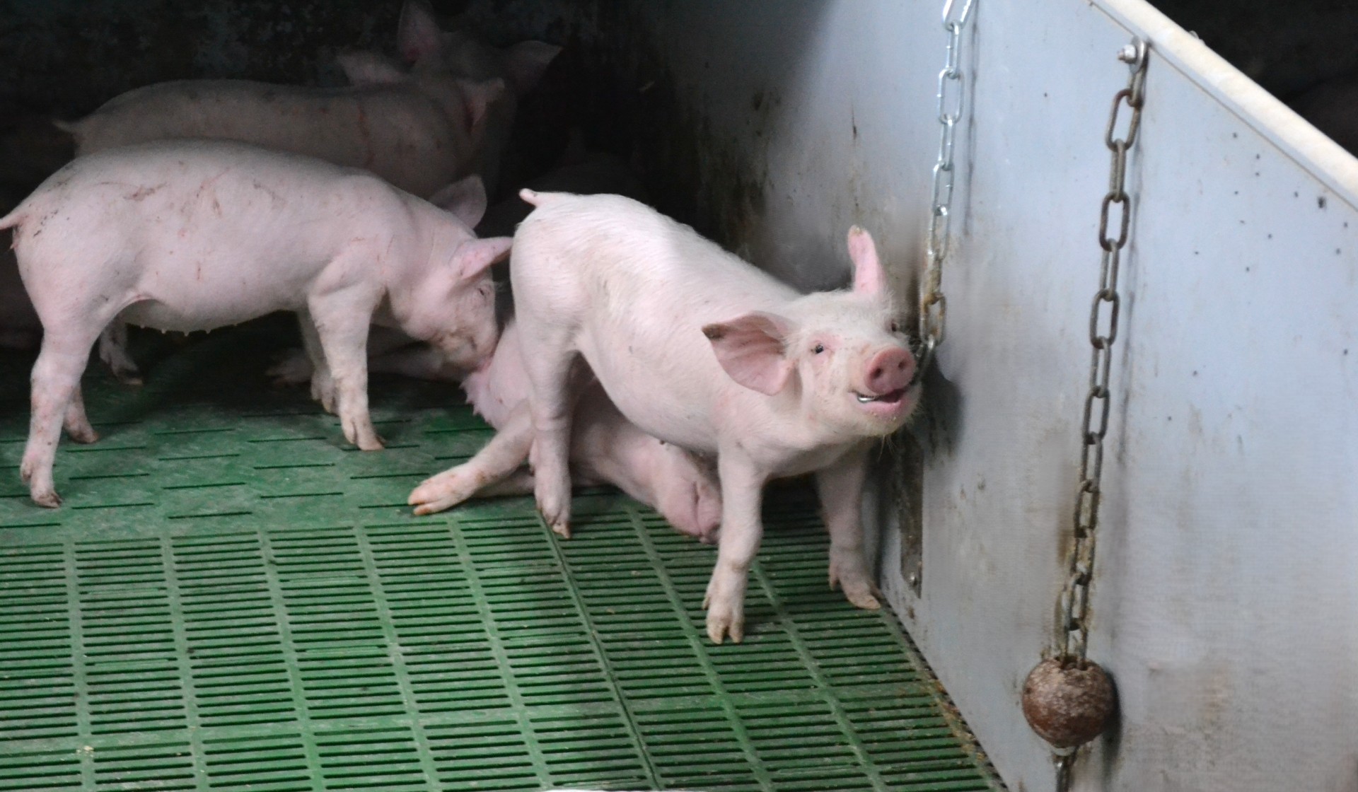 enfin-a-bon-porc-elevage_dsc_0207-bis.jpg